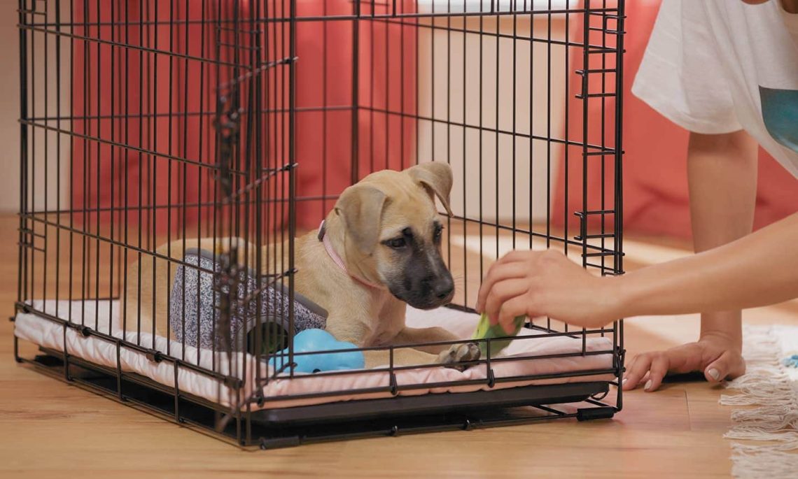 Cage training a puppy