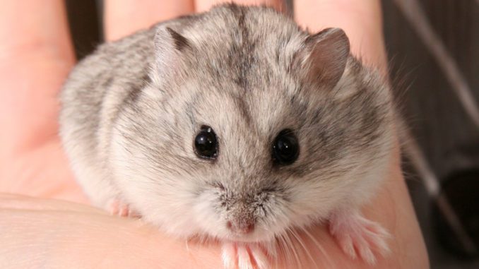 Campbells hamster: description of the breed, care and maintenance, life expectancy