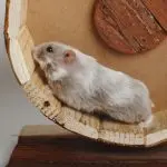 Campbell’s hamster: description of the breed, care and maintenance, life expectancy
