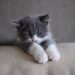 Urolithiasis in cats: symptoms and treatment