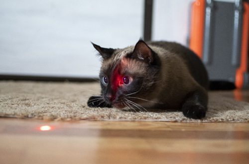 Un gattu pò ghjucà cù un puntatore laser?