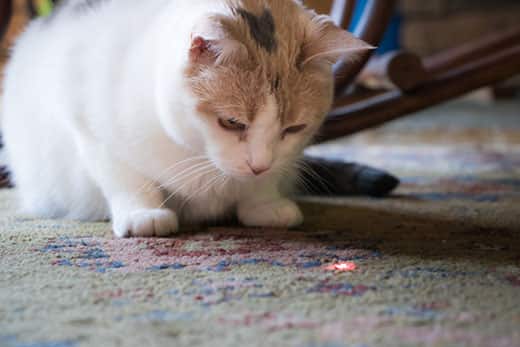 Can a cat play with a laser pointer?