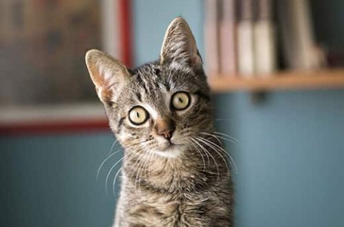 Can a cat understand human speech?