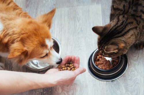 Can a dog be given cat food and a cat can be given dog food?