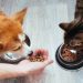 The cat does not like food: why it happens and what to do about it