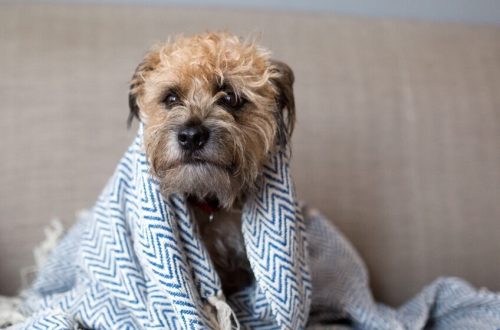 Can a dog catch a cold or get the flu?