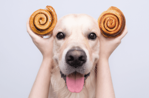 Can a dog have cinnamon