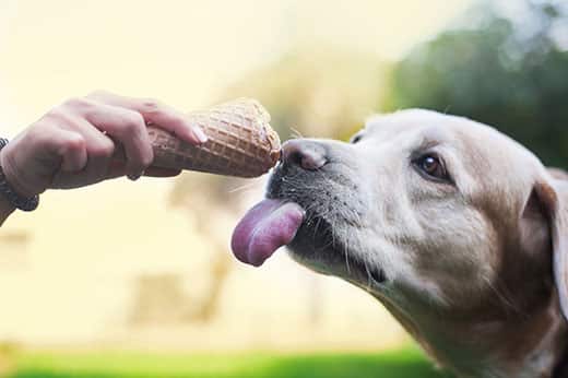 Can a dog have ice cream