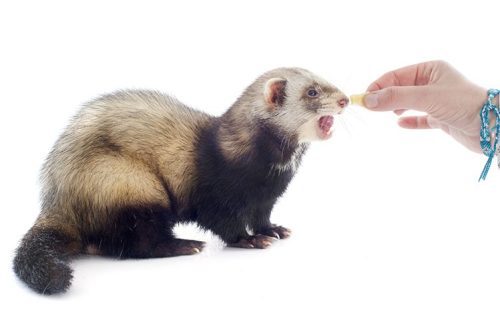 Can a ferret be trained?