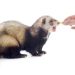 How to properly clean the ears and eyes of a ferret?