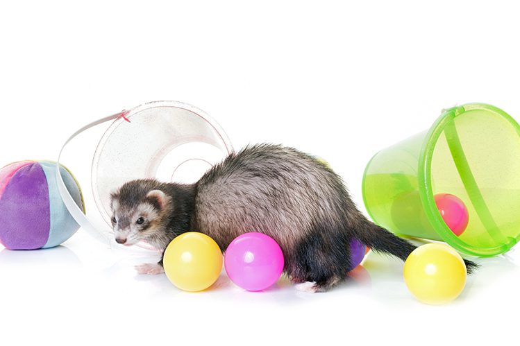 Can a ferret be trained?