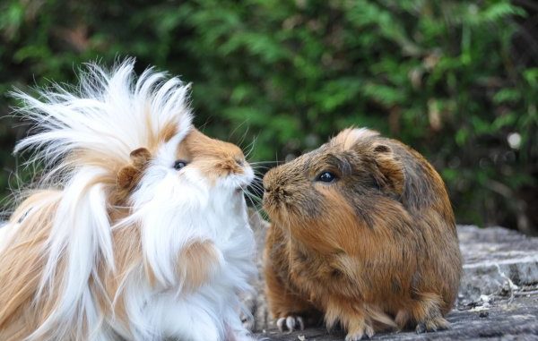 Can a guinea pig live alone or is it better to keep a couple?