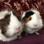 Can a guinea pig live alone or is it better to keep a couple?