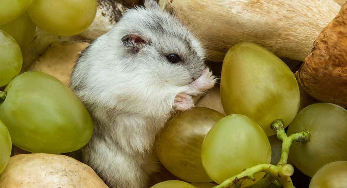 Can a hamster eat green and black grapes?