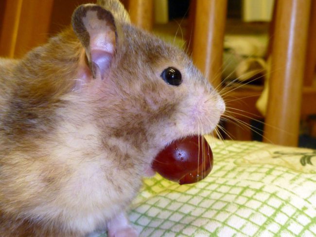 Can a hamster eat green and black grapes?