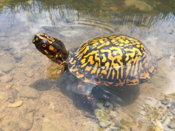 Can a land tortoise swim?