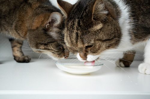 Can cats and dogs have cow&#8217;s milk?