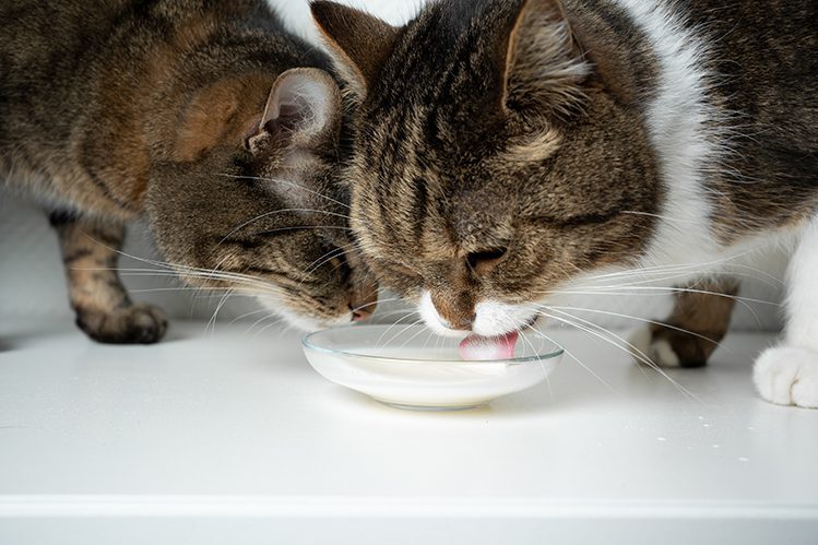Can cats and dogs have cow&#8217;s milk?
