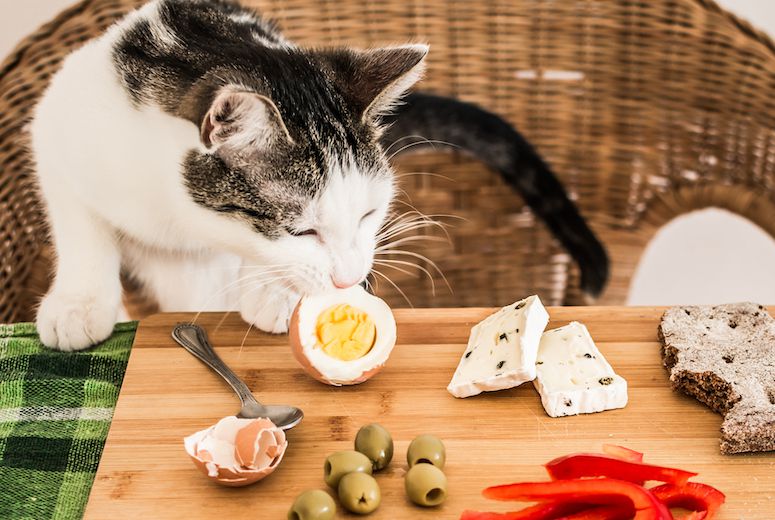 Կարո՞ղ են կատուները ձու ուտել: