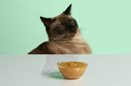 Can cats eat peanut butter