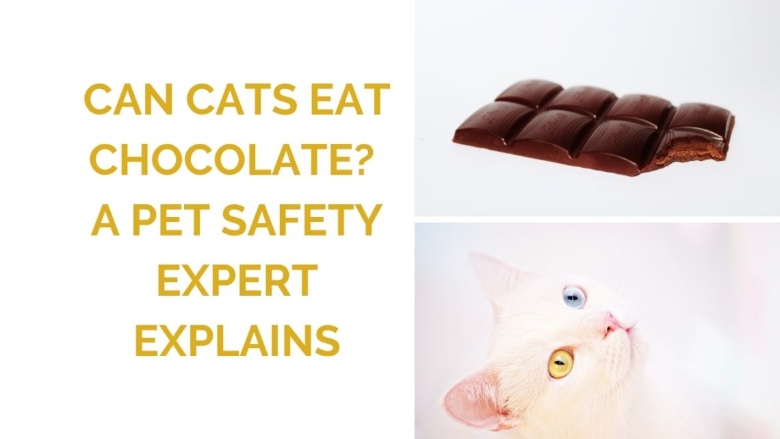 Can cats have chocolate and what are the consequences for pets?
