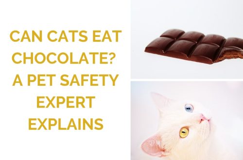 Can cats have chocolate and what are the consequences for pets?