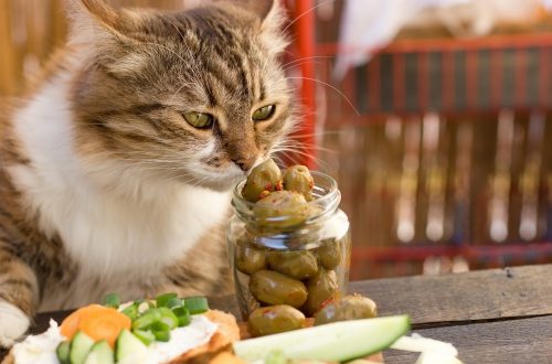 Can cats have olives
