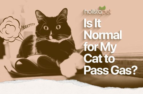 Can cats pass gases?