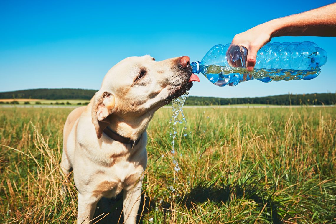 Can dogs drink sparkling water