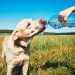 Pets and desserts: is it possible to feed a dog sweet