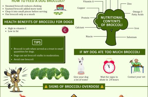 Կարո՞ղ են շները բրոկկոլի ուտել և արդյոք այն անվտանգ է:
