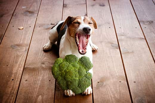 Can dogs eat broccoli and is it safe?