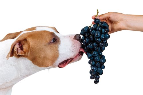 Ehetnek-e a kutyák szőlőt és mazsolát?