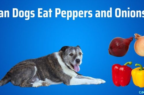 Can dogs eat spicy things like onions, garlic and peppers?