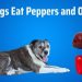 Types of dog and cat food for every stage of life