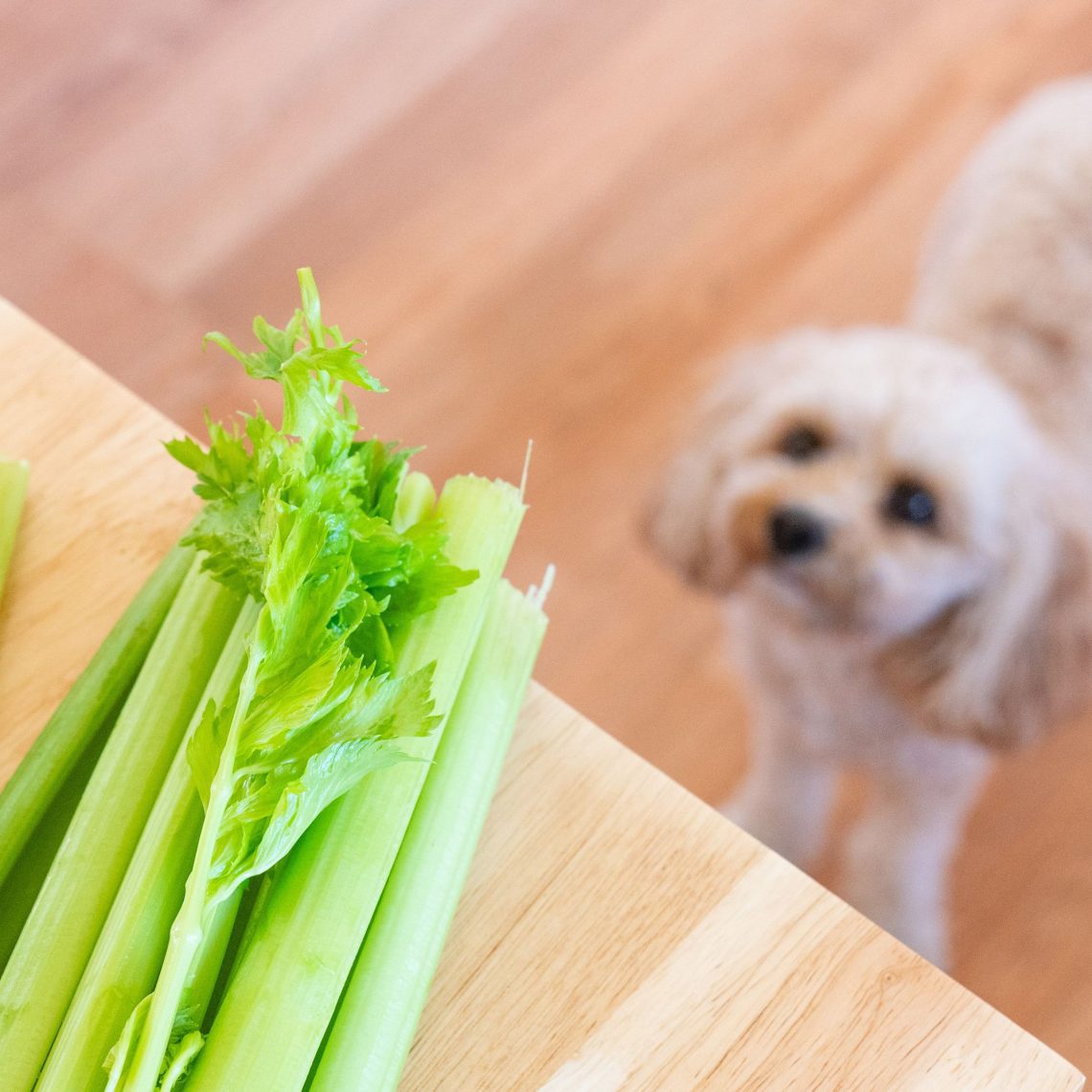 Can dogs have celery