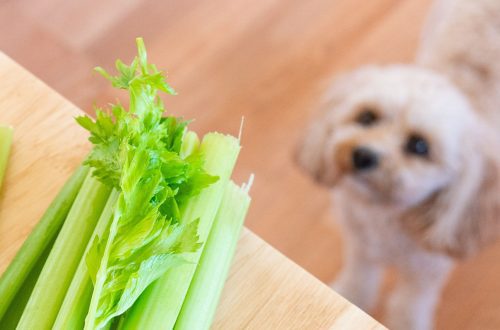 Can dogs have celery