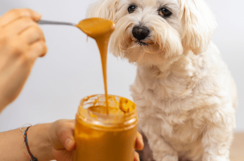 Can dogs have peanut butter