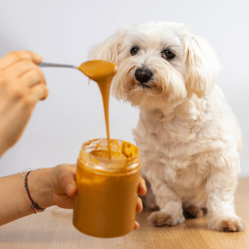 Can dogs have peanut butter