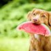 Should I give my dog ​​vitamins and supplements?
