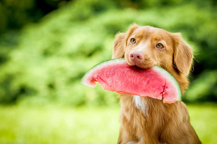 Can dogs have watermelon