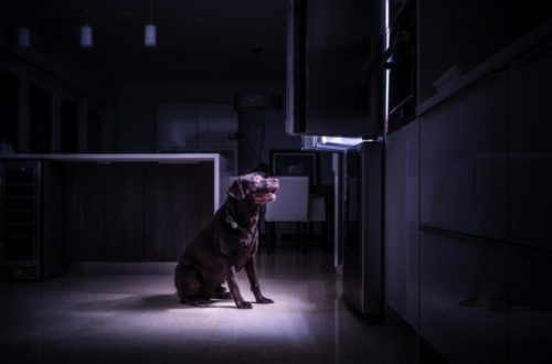 Կարո՞ղ են շները տեսնել մթության մեջ և որքան լավ