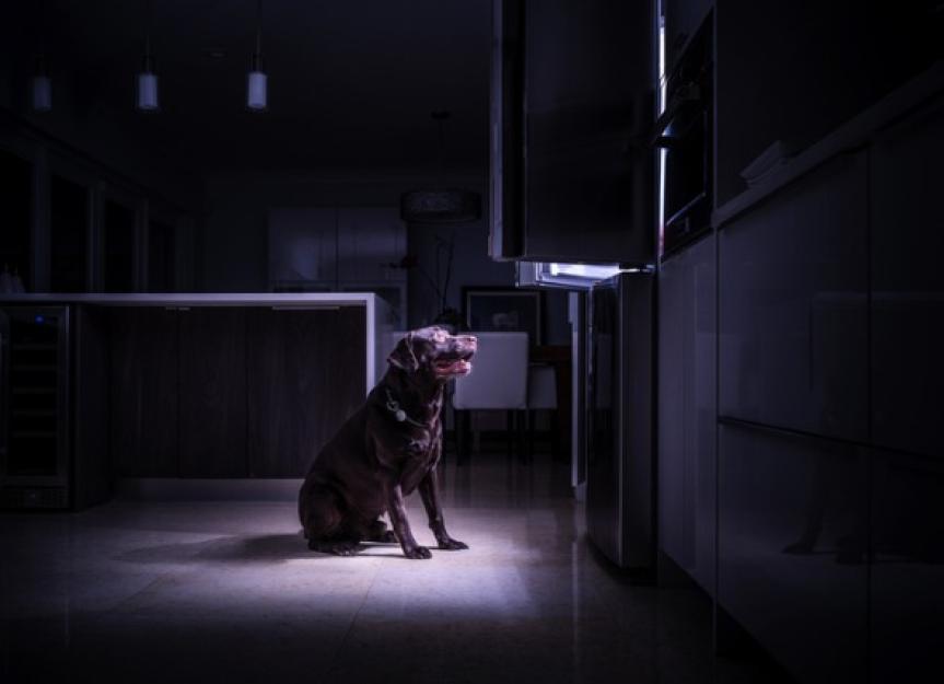 Can dogs see in the dark and how well