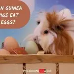 Can Guinea Pigs Cheese, Milk and Eggs