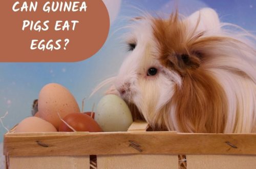 Can Guinea Pigs Cheese, Milk and Eggs