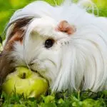 Can guinea pigs eat apples and pears?