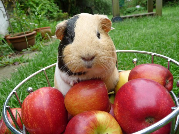 Can guinea pigs eat apples and pears?