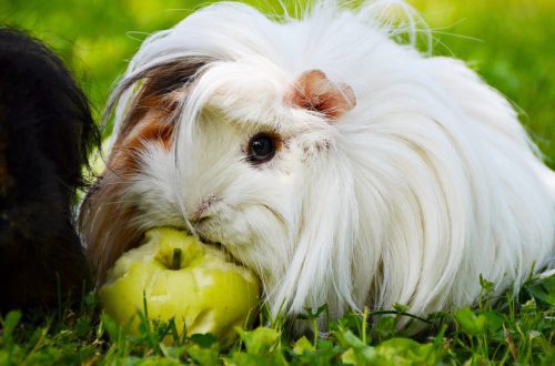 Can guinea pigs eat apples and pears?