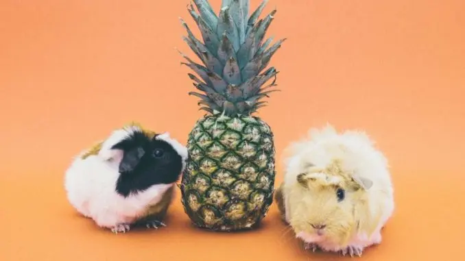 Can guinea pigs eat avocado, pineapple, mango and kiwi?