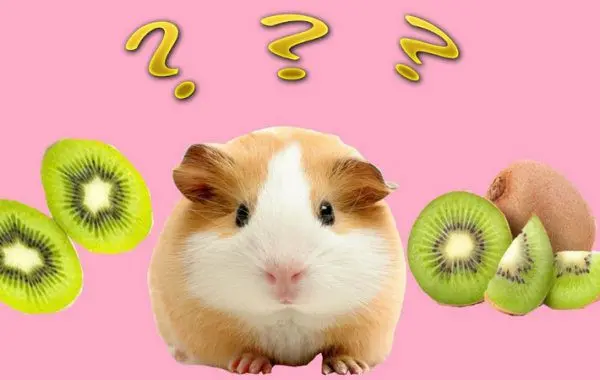 Can guinea pigs eat avocado, pineapple, mango and kiwi?